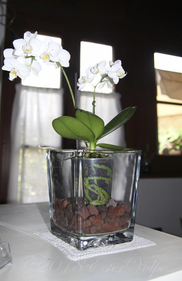 Bed&Breakfast Ca' di Vissai Arnasco Esterno foto